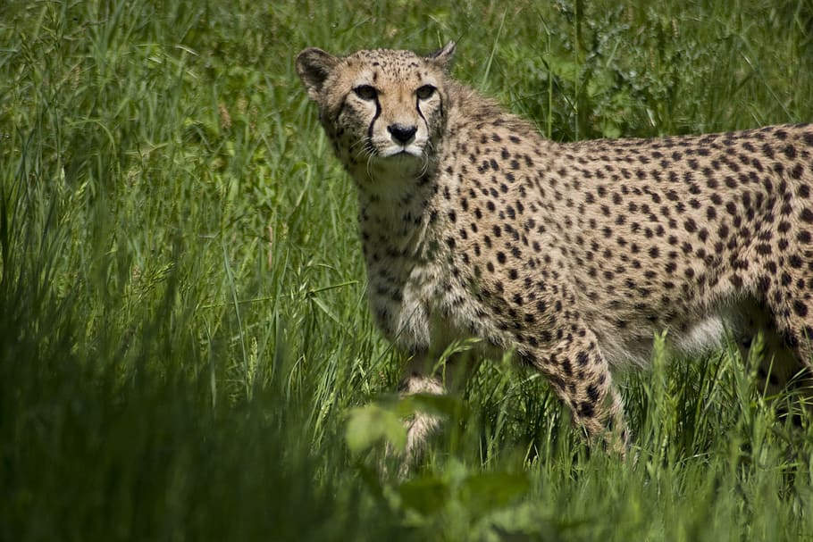 cheetah, predator, cat, hunting, animals, animal world, nature, wild, wildlife, survive