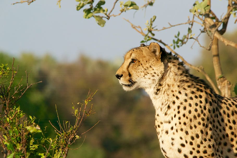 leopardo, fotografía de primer plano, guepardo, caza-leopardo, fauna, animal, gato, caza, áfrica, naturaleza