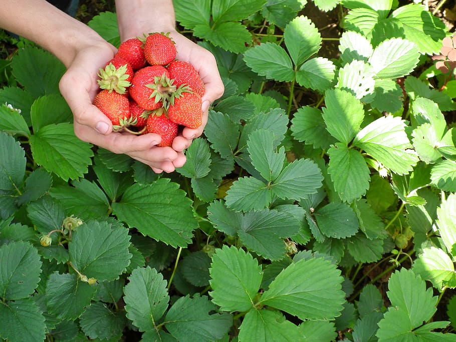 red, strawberries, person hands, berry, strawberry, hands, leaves, wild strawberry, garden strawberry, appetizing
