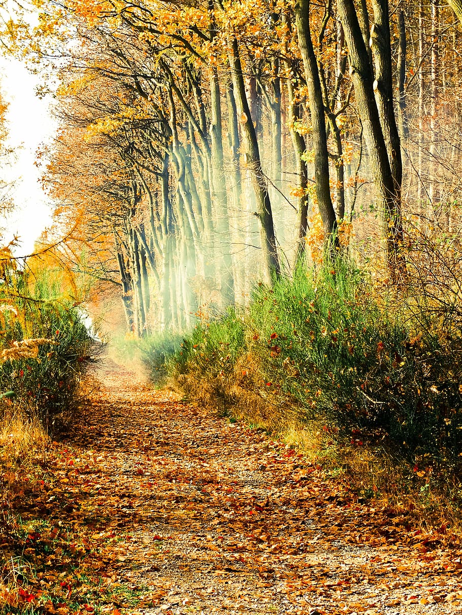 caminho, floresta, o nevoeiro, luz, misterioso, árvore, outono, trilha, mágico, folha