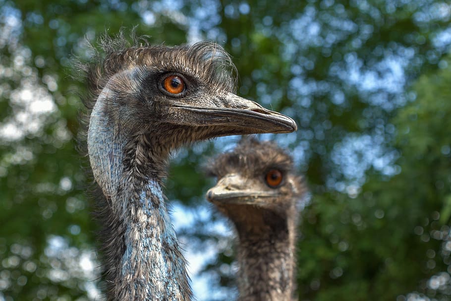 selective, focus photography, two, ostrich, daytime, emu australia, bird, portrait, animals, animal
