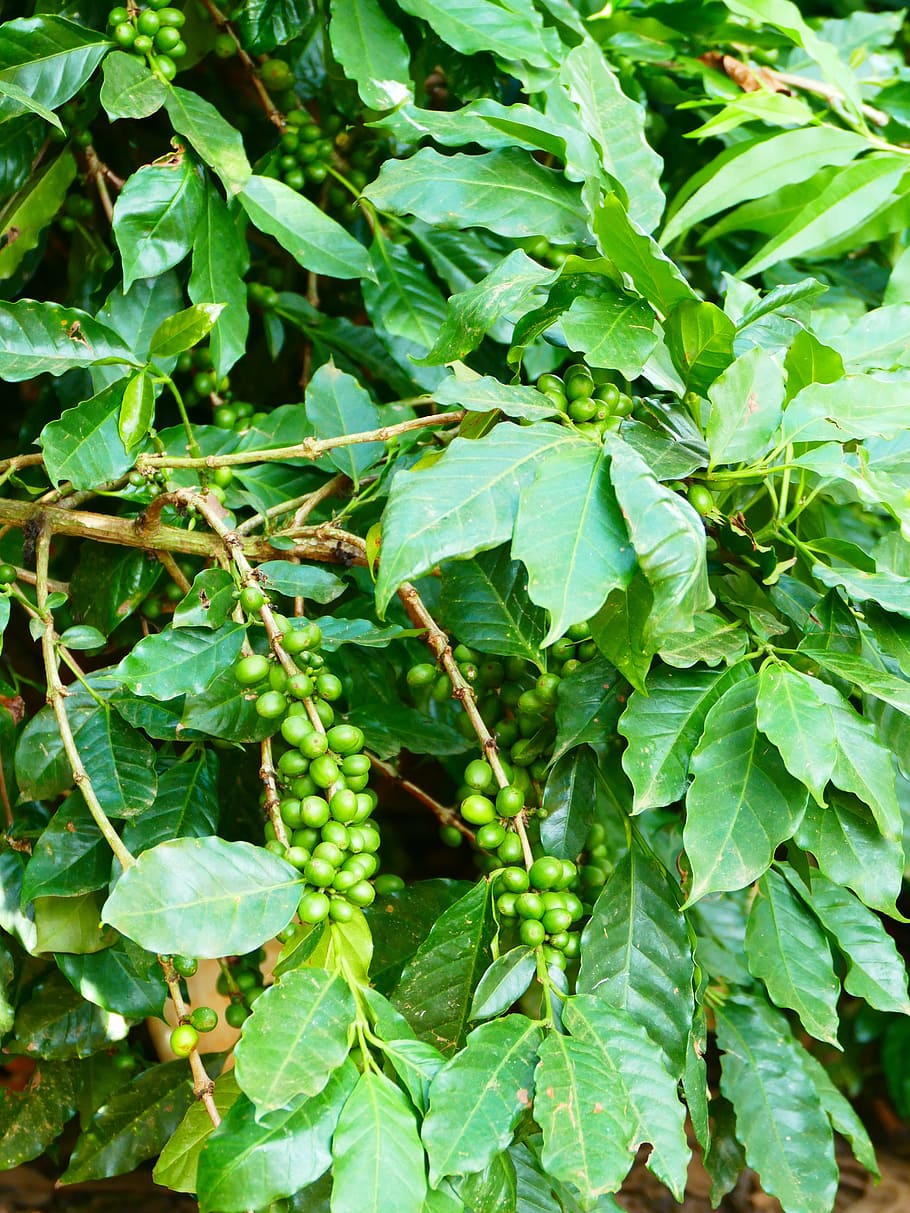 café, planta de café, café cereja, arbusto, feijão, bagas, verde, natureza, cafeína, grãos de café
