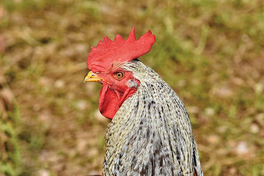 hahn, gockel, poultry, cockscomb, bird, animal, rooster head, comb, plumage, farm