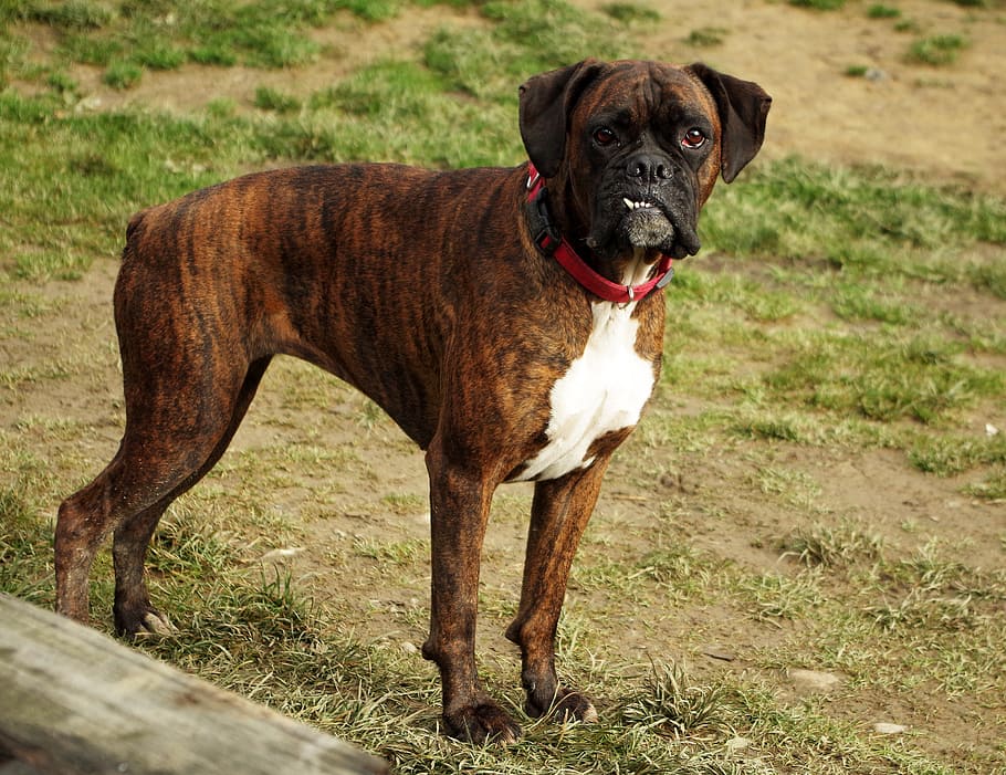 adult brindle boxer, standing, green, grass ground, dog, boxer, occlusion, teeth, animal, one animal