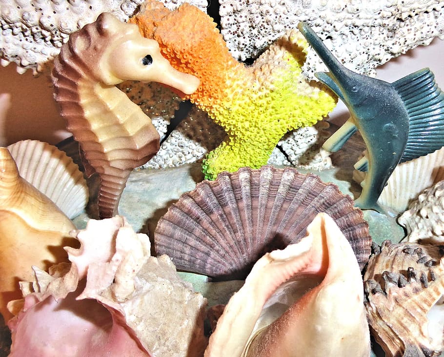 authentic sea shells, altantic ocean, ornament, animal, animal wildlife, vertebrate, animal themes, animals in the wild, group of animals, high angle view