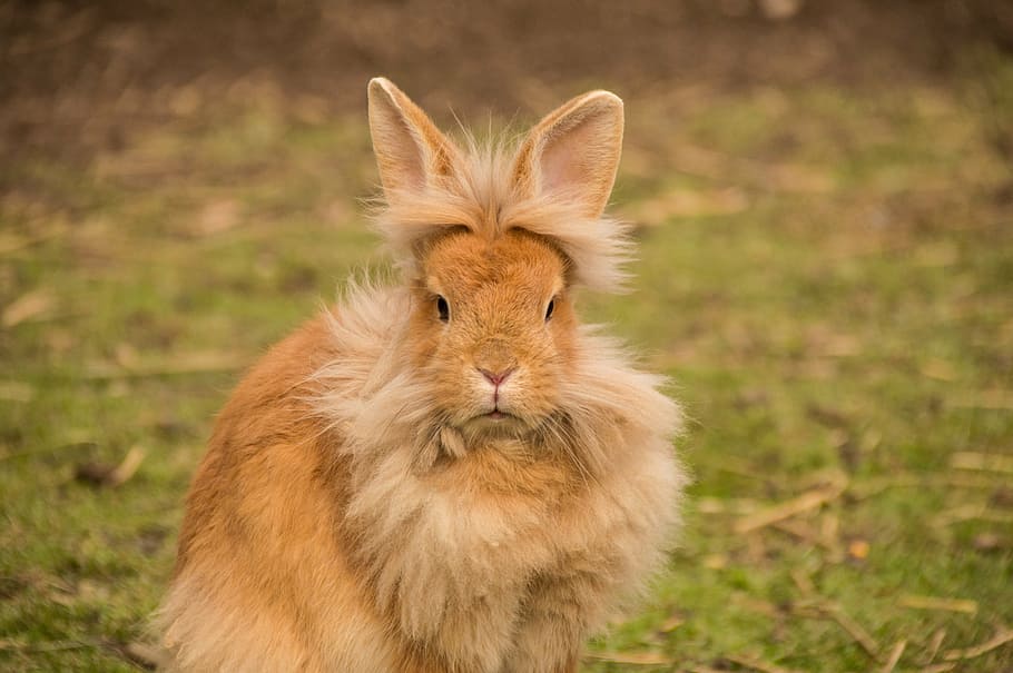 long-coated brown rabbit, hare, rabbit, lion head, bunny, animal, sweet, dwarf rabbit, spoon, cute