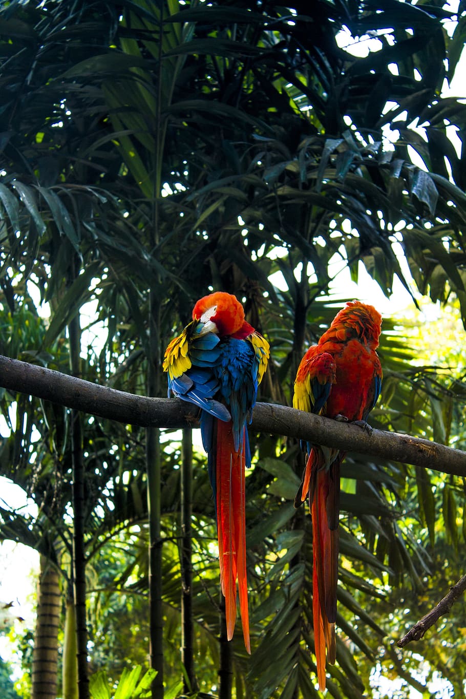 macaw, tropical, vegetation, ar, leaves, nature, ecology, spring, garden, bird