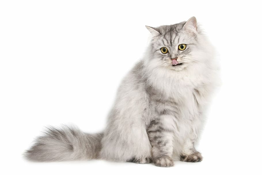 gray persian cat, cat, pet, animal, animals, katze, mammal, pets, domestic Cat, domestic Animals