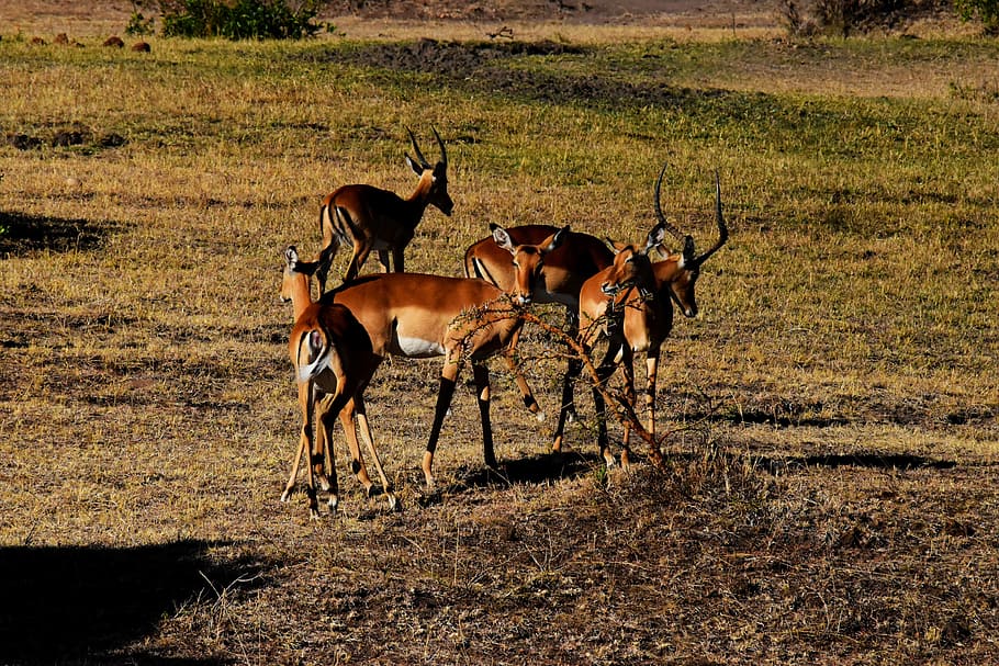 Tanzania, Africa, Animal, wildife, safari, savanna, serengeti, wilderness, grassland, animals in the wild