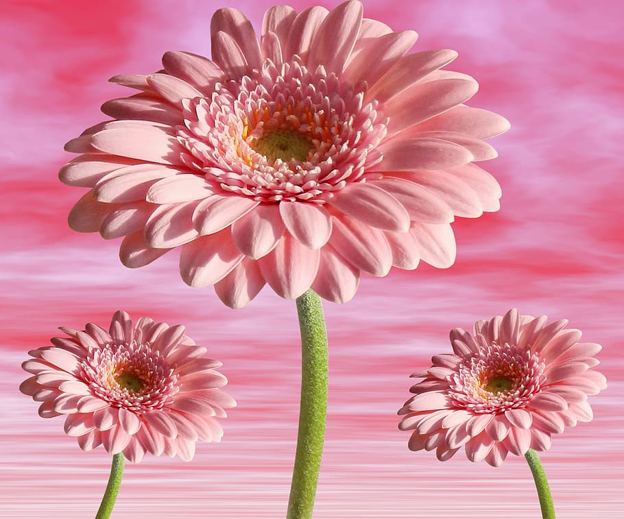 three, pink, flowers, background, flower, plant, nature, petal, summer, pink background