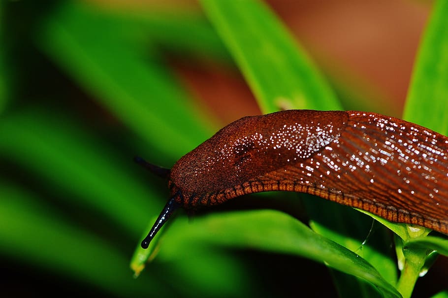 snail, slug, garden, pest, nature, animal, brown, reptile, crawl, probe
