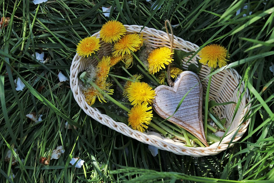 yellow, petaled flowers, basket, spring, dandelion, shopping cart, wicker, nature, shadow, the structure of the