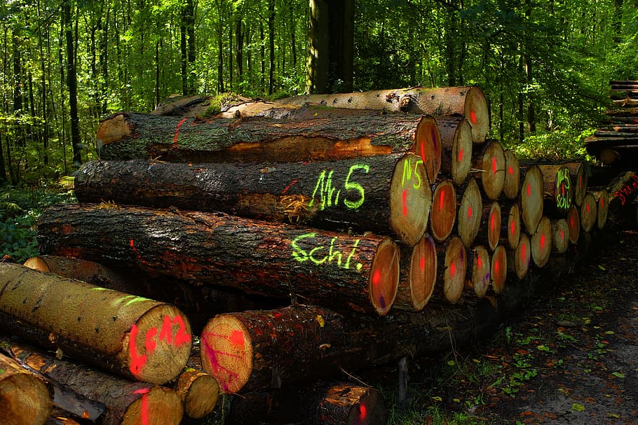 tree log lot, forest, daytime, wood pile, strains, wood, money, marketing, clean up, scan