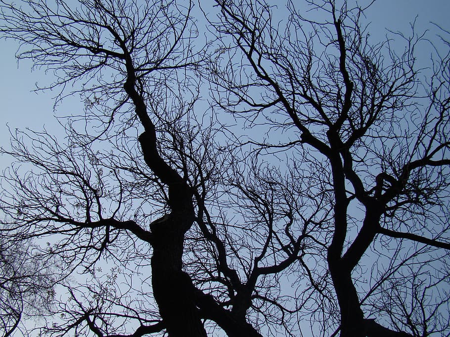 konary, branches, tree, leafless, bare tree, branch, sky, silhouette, low angle view, plant