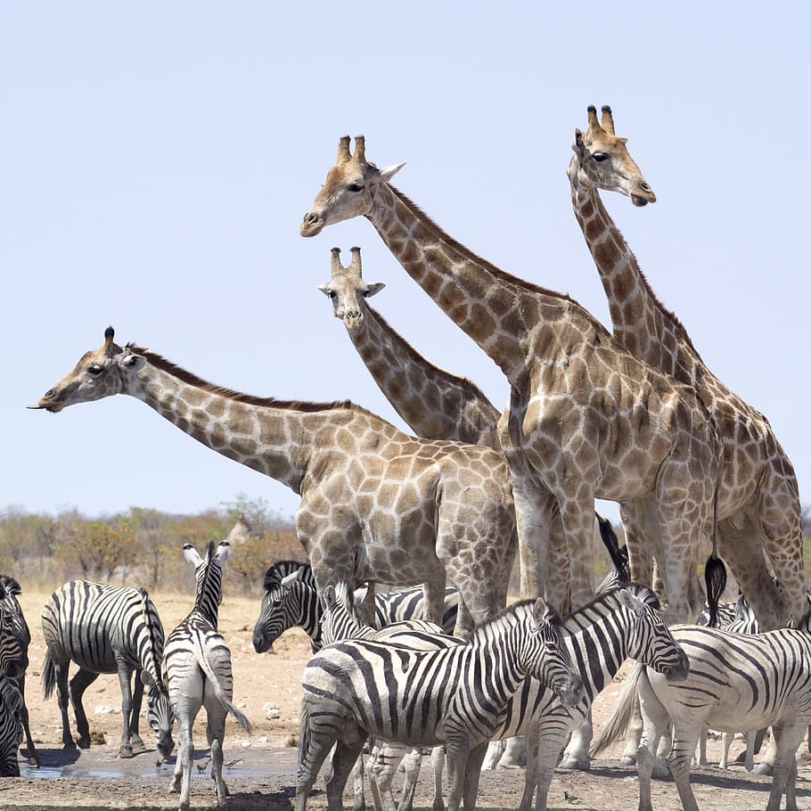 giraffes, zebra, animals, national park, namibia, hluhluwe, etosha national park, group of animals, animal, animal themes