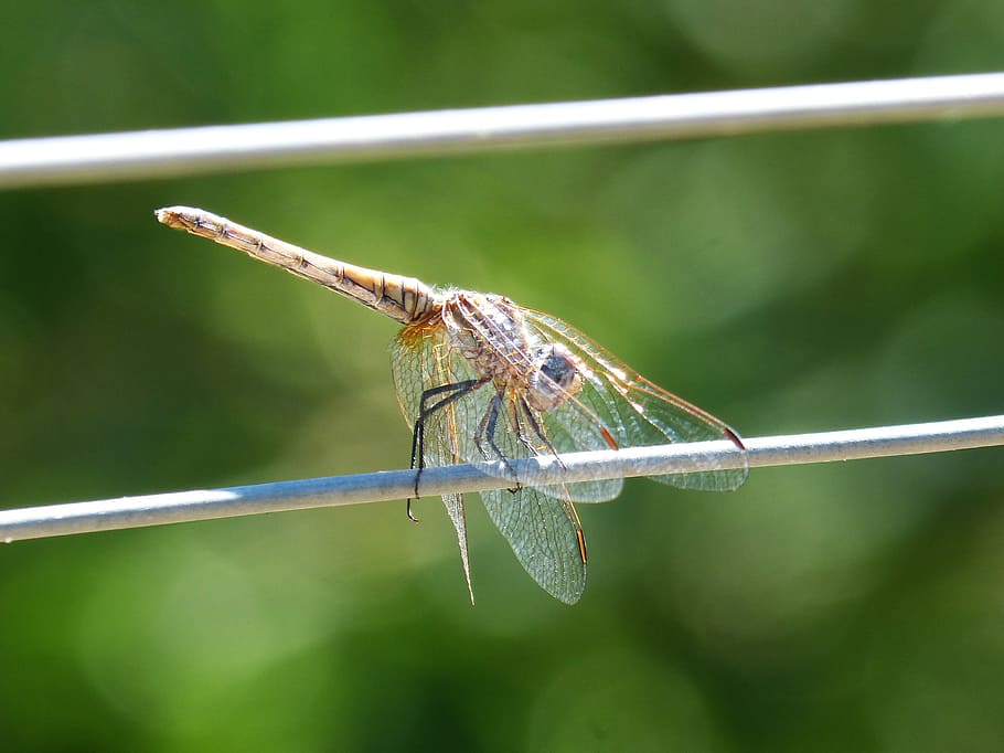 libélula, cabo, fio, asas transparentes, um animal, animais selvagens, temas animais, animais em estado selvagem, inseto, invertebrado