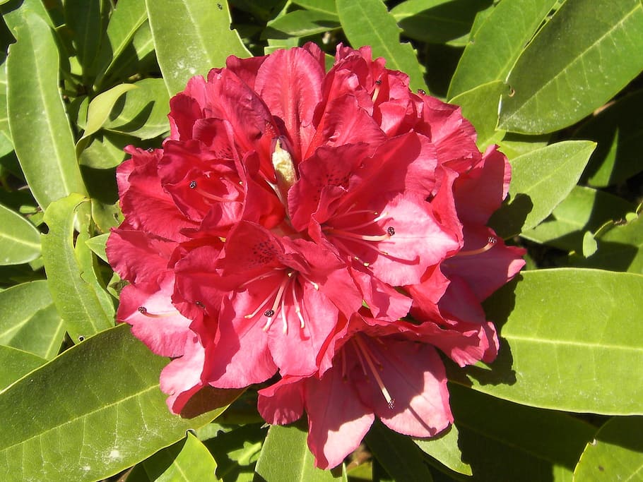 rhododendron, rhododendron ferrugineum, Rhododendron Ferrugineum, rhododendron, flowers, bloom, blooming, nature, plants, outdoors, garden