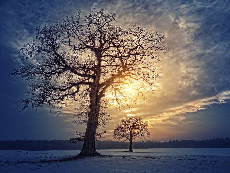 trees, cloudy, sky, tree, nature, landscape, dawn, sunset, clouds, snow
