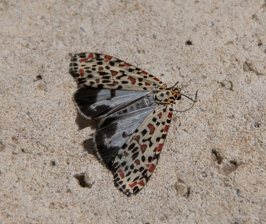 moth, heliotrope moth, utetheisa pulchelloides, large, insect, white, brown, spots, pattern, distinct