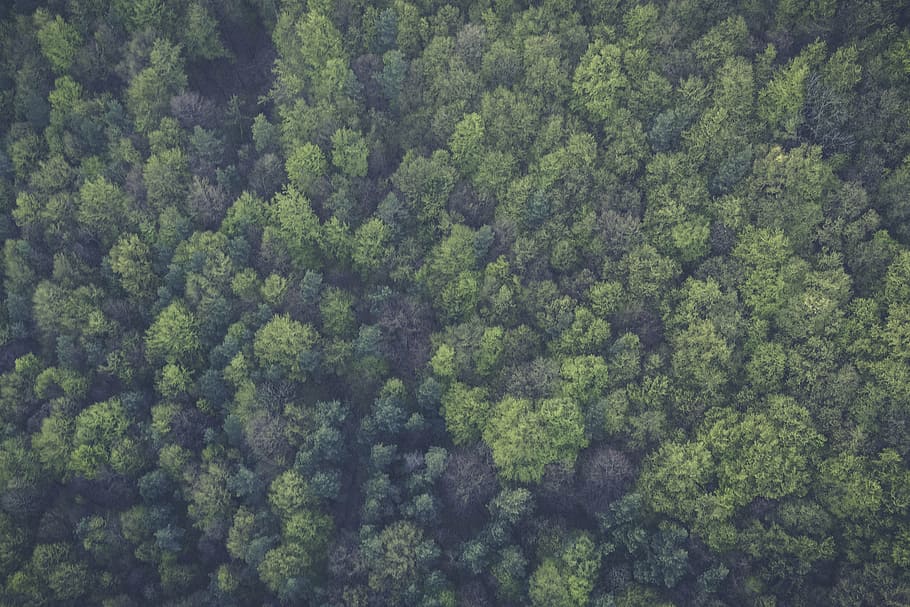 bird, eye photography, green, trees, top, view, forest, woods, nature, aerial