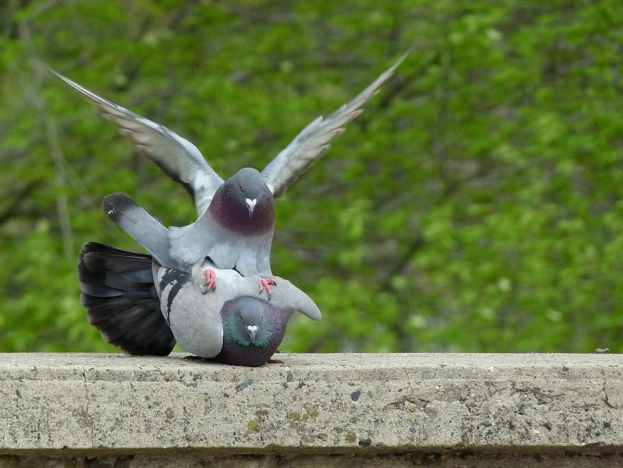 pigeon, pigeons, mating, mating pigeons, pigeons mating, bird, dove, wing, wildlife, spring