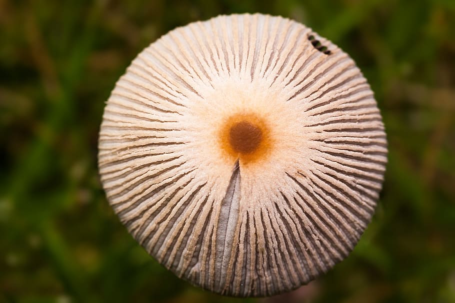 mushroom, disc fungus, cap, grass, screen fungus, macro, brown, plant, close, fungal species