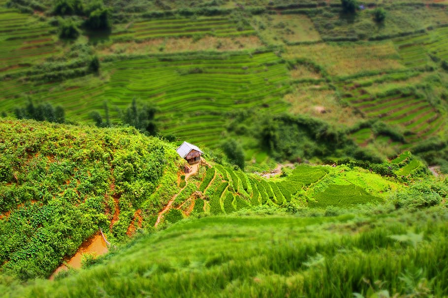 ベトナム, サパ, 田んぼ, グリーン, 緑の色, 植物, 自然の美しさ, 風景-自然, 風景, 土地