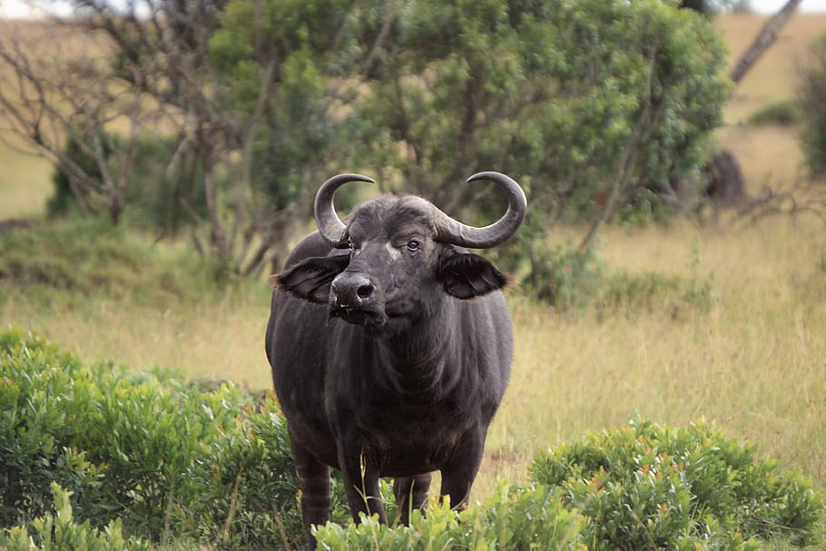 búfalo, selvagem, vida selvagem, áfrica, safari, chifre, nikon, temas animais, animal, planta