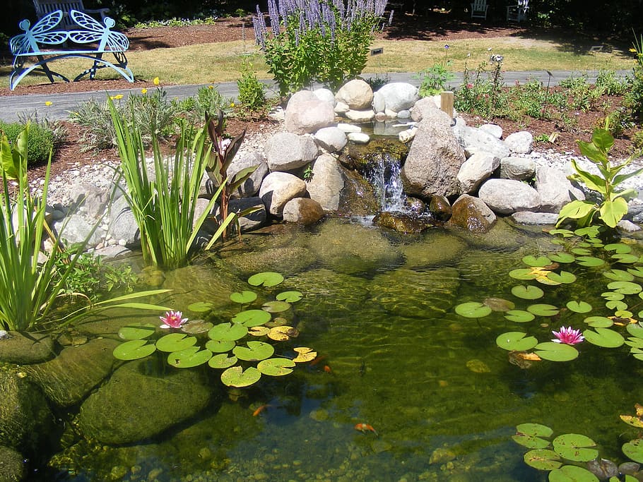 Pond, Lilly Pad, park, water, reflection, flower, plant, nature, lake, rock