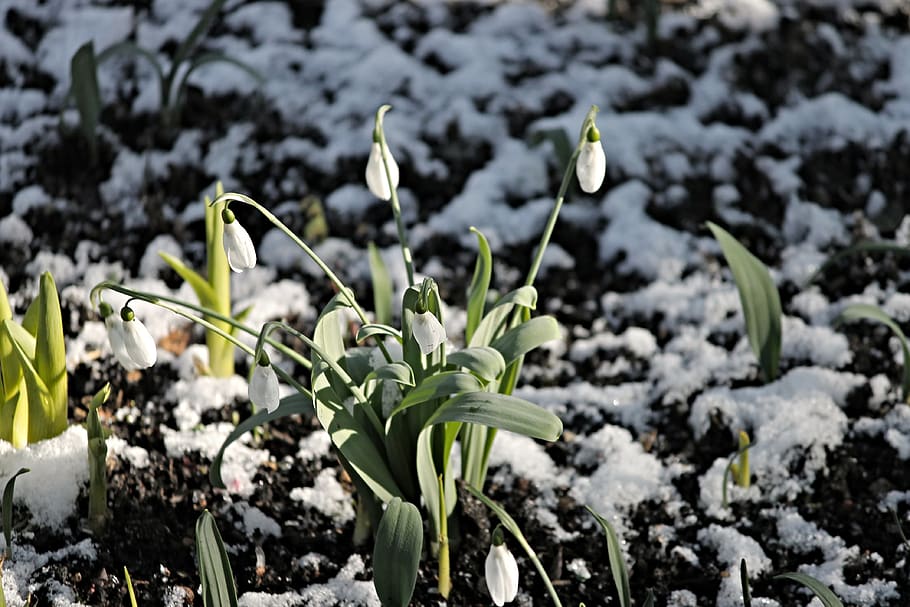 snowdrop, snow, cold, spring, signs of spring, early bloomer, white, nature, snowdrop spring, flower