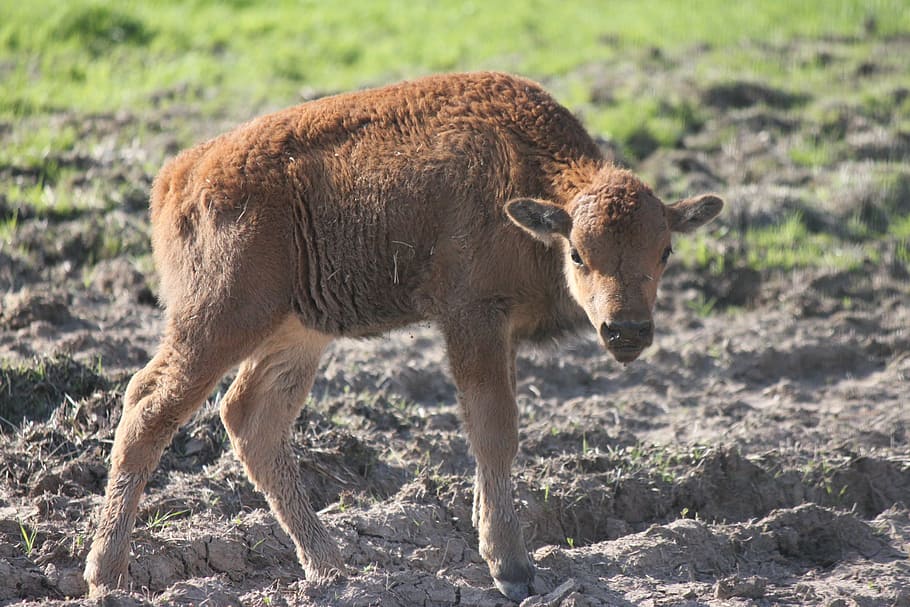 バッファロー 若いバッファロー 赤ちゃんバッファロー 子牛 若い 茶色 動物のテーマ 動物 哺乳類 動物の野生動物 Pxfuel