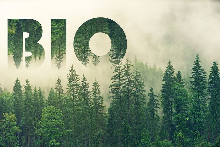 bio, forest, nature, ecology, landscape, biology, fog, plant, tree, beauty in nature