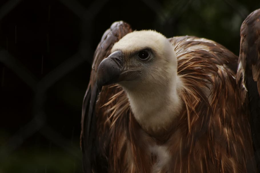 Vulture, Condor, Animal, Bird, Animals, raptor, birds, bird of Prey, wildlife, beak