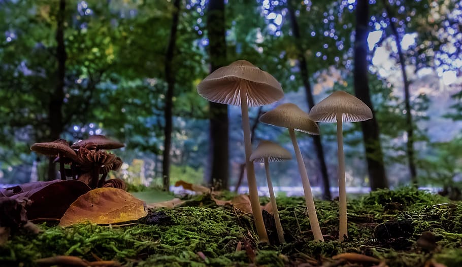 mushroom, mushrooms, forest, autumn, nature, moss, forest mushroom, close up, forest mushrooms, plant
