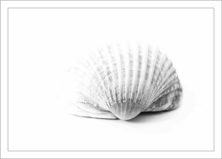 white, seashell, isolated, background, shell, close, sea animal, nature, animal, meeresbewohner