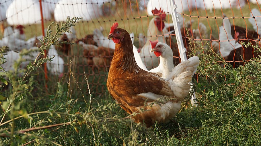 chicken, chickens, egg, eco, bio, white, brown, chicken mobile, meadow, outdoor