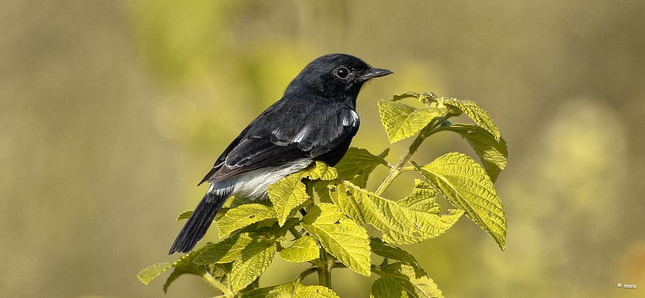 black robin, shallow focus photography, orchard, oriole, bird, animal themes, animal wildlife, animal, animals in the wild, one animal