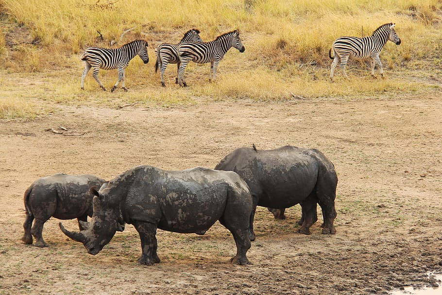 Rhino, Zebra, Adventure, exciting, safaris, scenic, beautiful, interesting, lodge, mabula