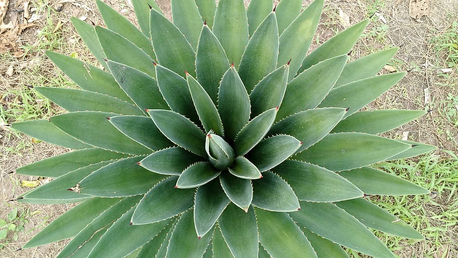 Symmetry, Design, Natural, Aloe Vera, green, symmetrical, flowerpot, nature, succulent Plant, plant