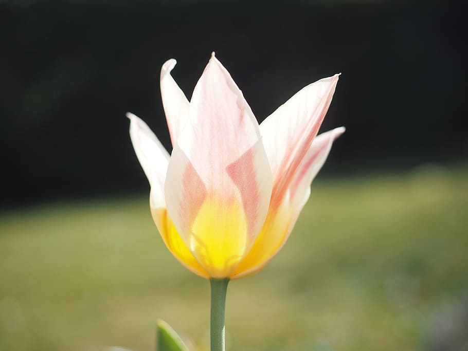 tulip, pink, white, yellow, flower, spring, close, colorful, color, tulipa