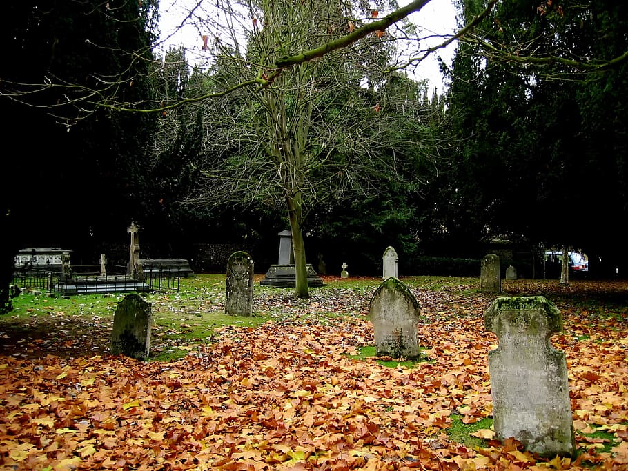 나무를 둘러싼 묘지, 세인트 알반, 묘지, 무덤, 주춧돌, 잎, 늙은, 역사, 잔디, 나무