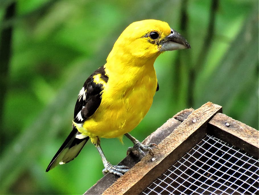 yellow bird, oriole, tropical bird, bird, animal wildlife, animals in the wild, vertebrate, one animal, yellow, focus on foreground