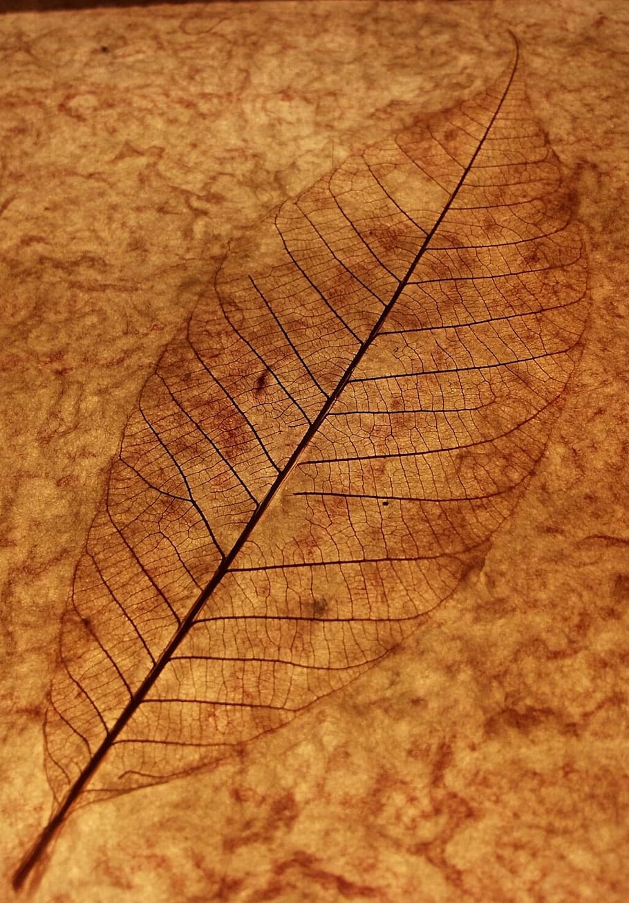 Leaf, Skeleton, Veins, Brown, leaf skeleton, leaf veins, background, filigree, beige, bright