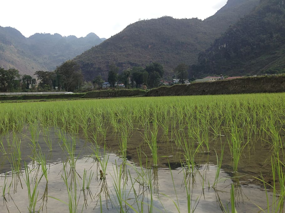 vietnam, rice, field, mai chau, agriculture, paddy field, plant, mountain, beauty in nature, scenics - nature