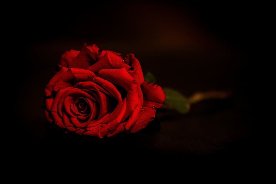 selektif, fokus fotografi, merah, mawar, bunga, daun bunga, cinta, roman, asmara, memberi