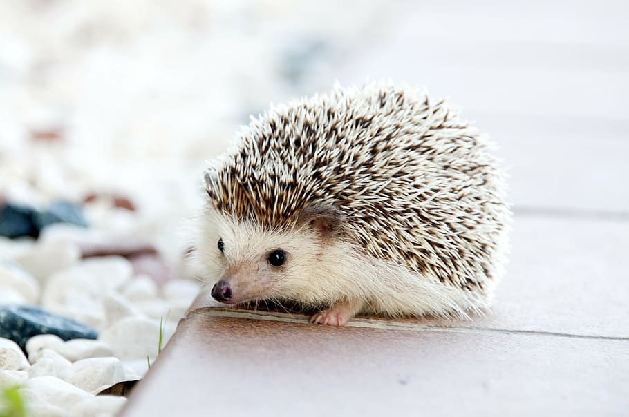 gray, white, hedgehog, animal, baby, cute, small, pet, mammal, wildlife