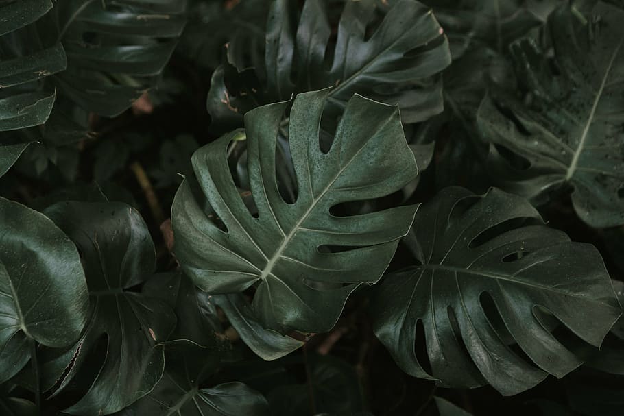 close-up photography, green, leaves, leaf, plant, nature, blur, growth, beauty in nature, plant part