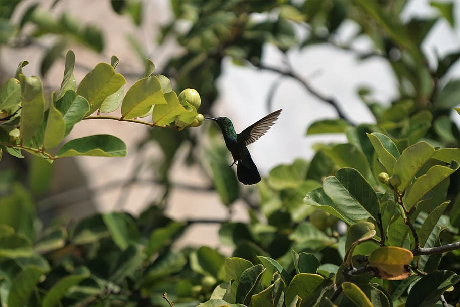 animales, pájaros, colibrí, vuelo, árboles, hojas, ramas, verde, bokeh, parte de la planta