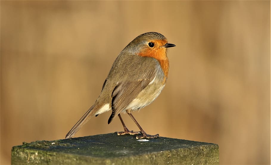 robin, robin redbreast, close up, songbird, animal, small, feathers, summer, winter, perched