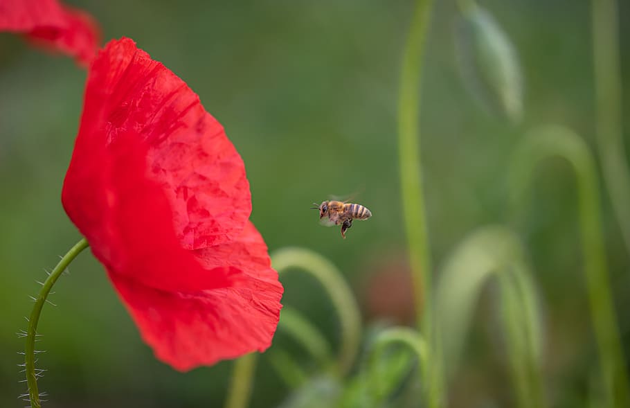 klatschmohn, abeja, flor, florecer, rojo, flor de amapola, de cerca, insecto, jardín, verano